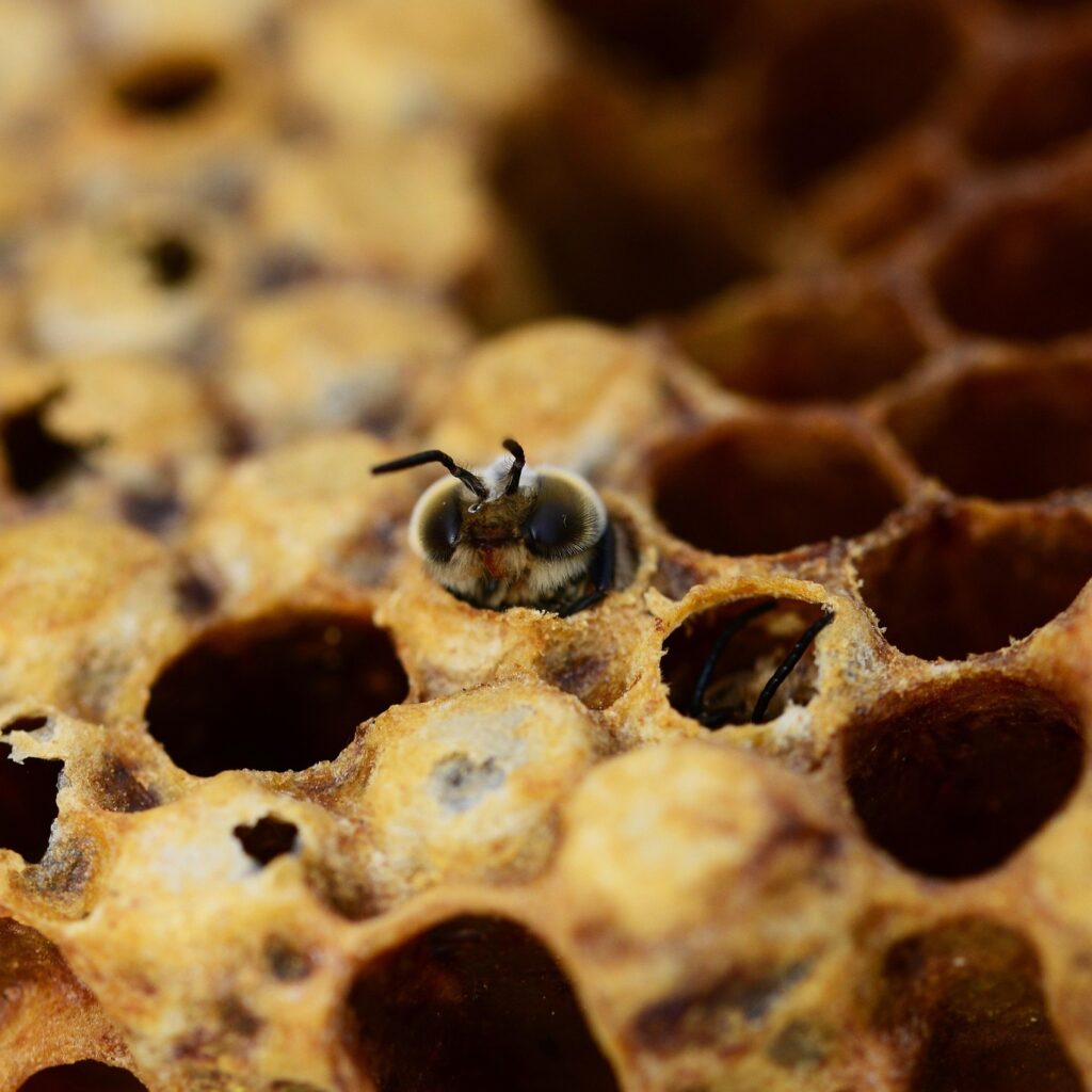 pollydot honey bees 335906 1920